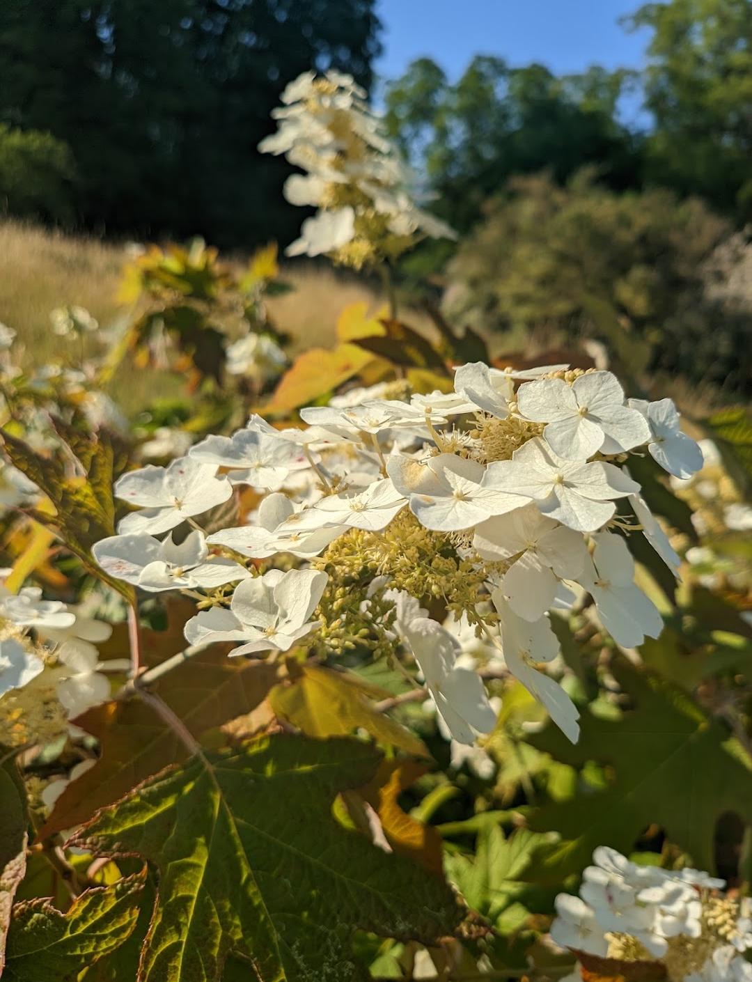 Botanical Garden and Botanical Museum