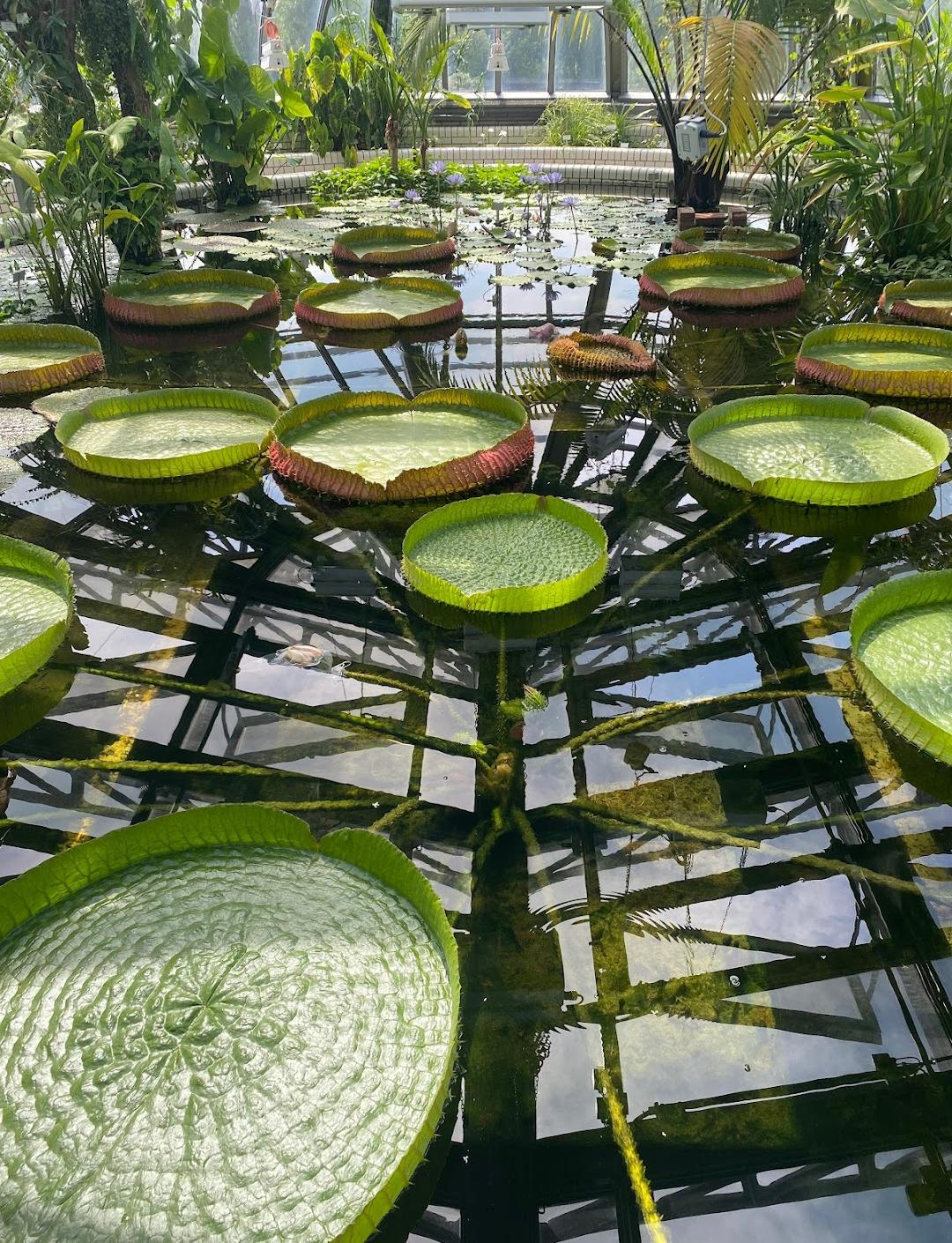 Botanical Garden and Botanical Museum