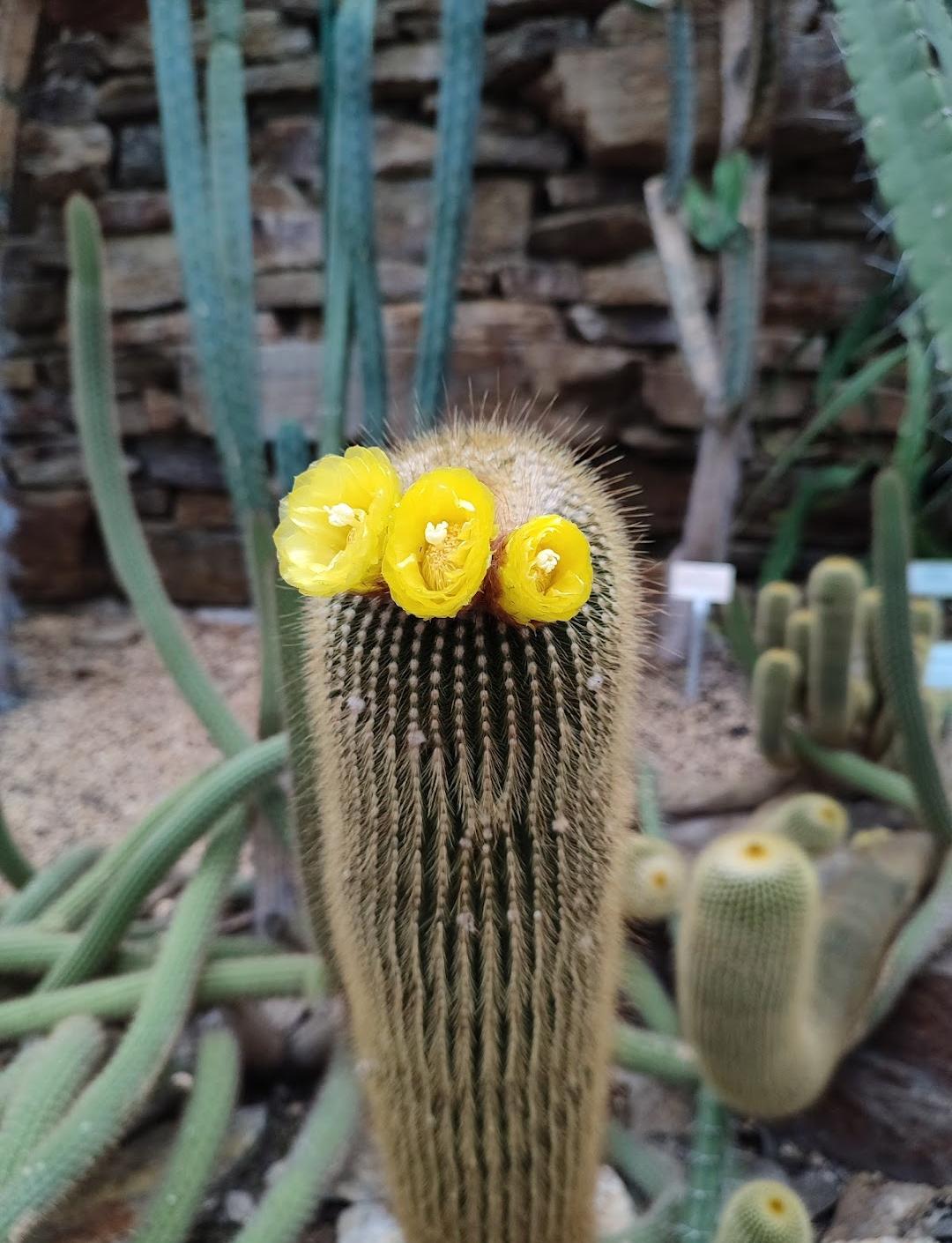 Botanical Garden and Botanical Museum