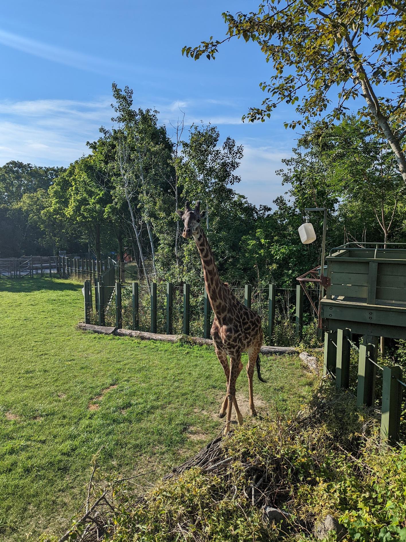 Exposition de girafes Masai