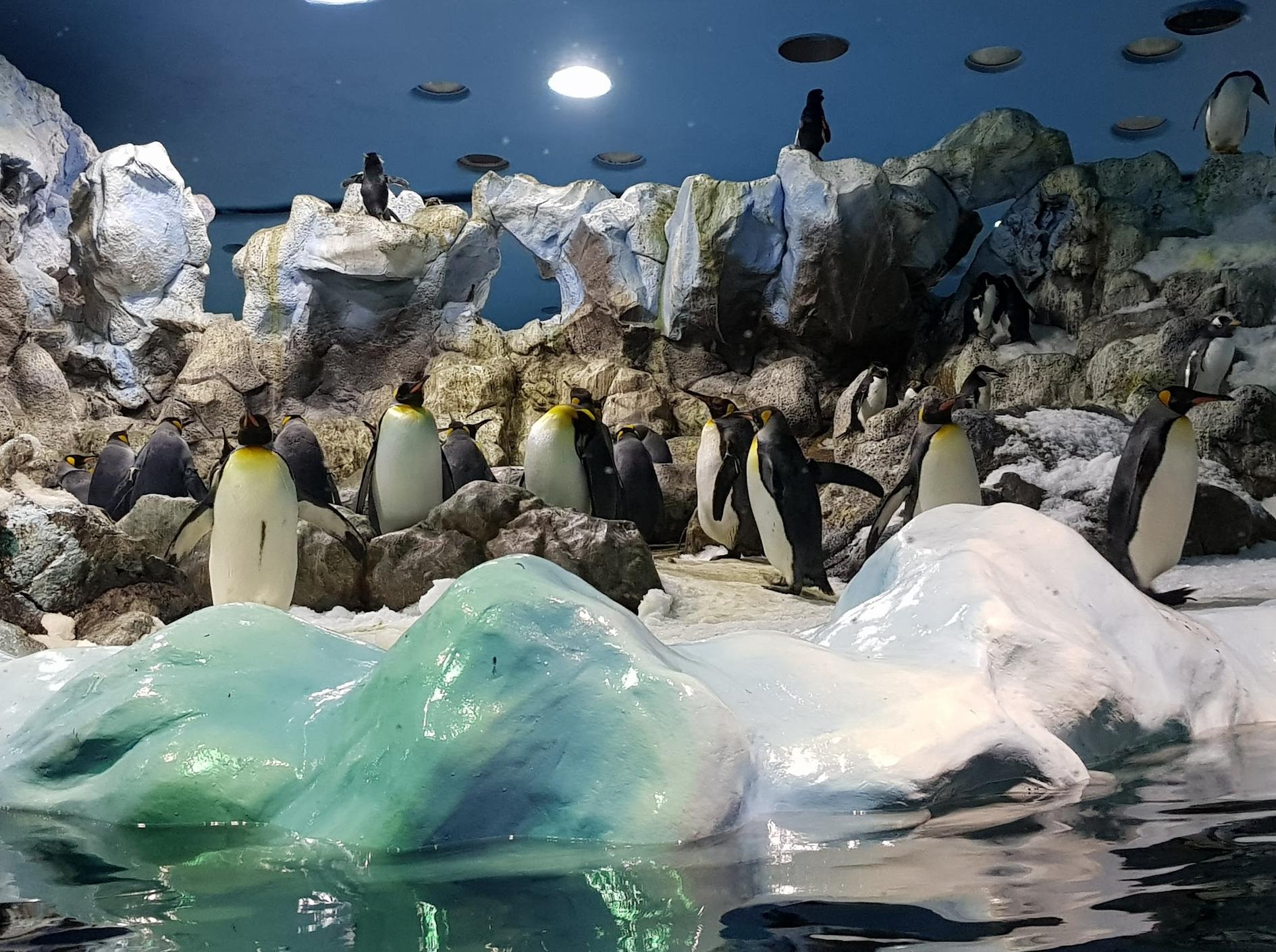 Loro Park Museo de Porcelana