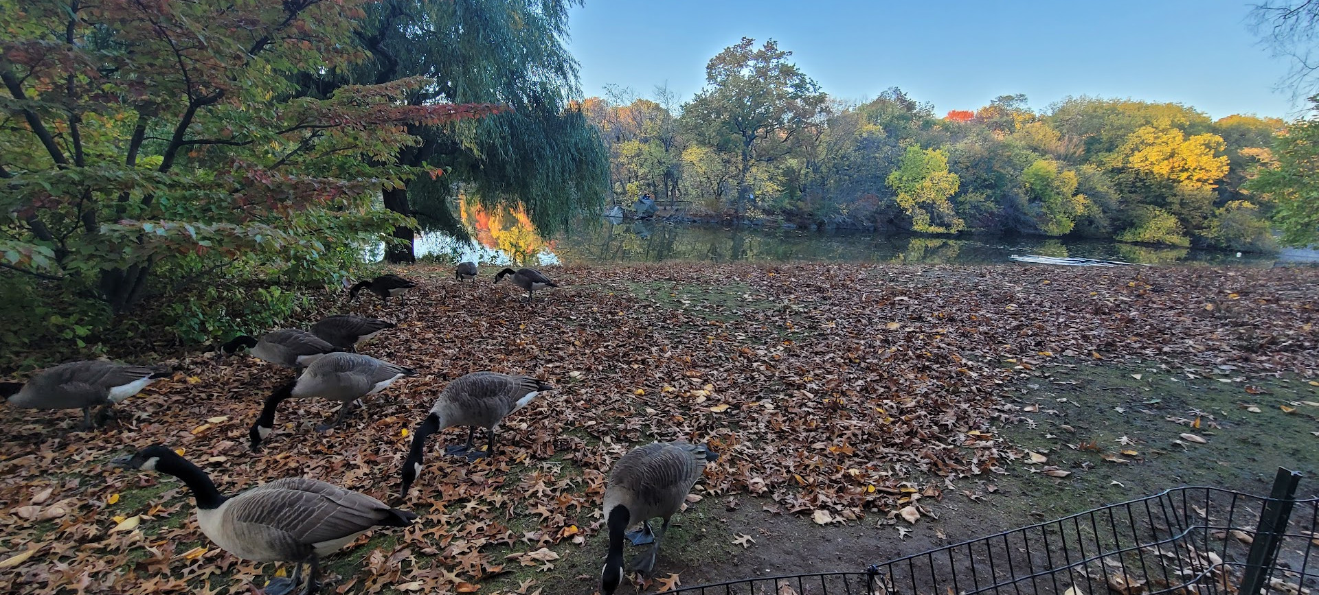 Bethesda Fountain
