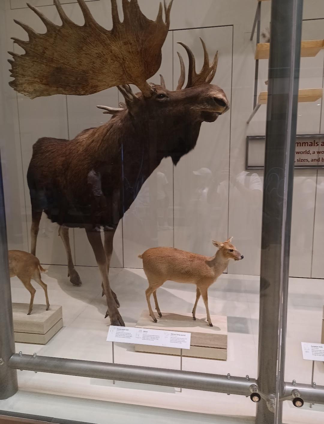 Museo Nacional de Historia Natural del Instituto Smithsoniano