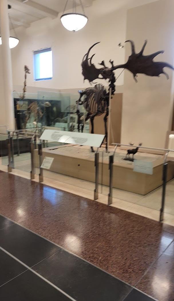 Museu Americano de História Natural