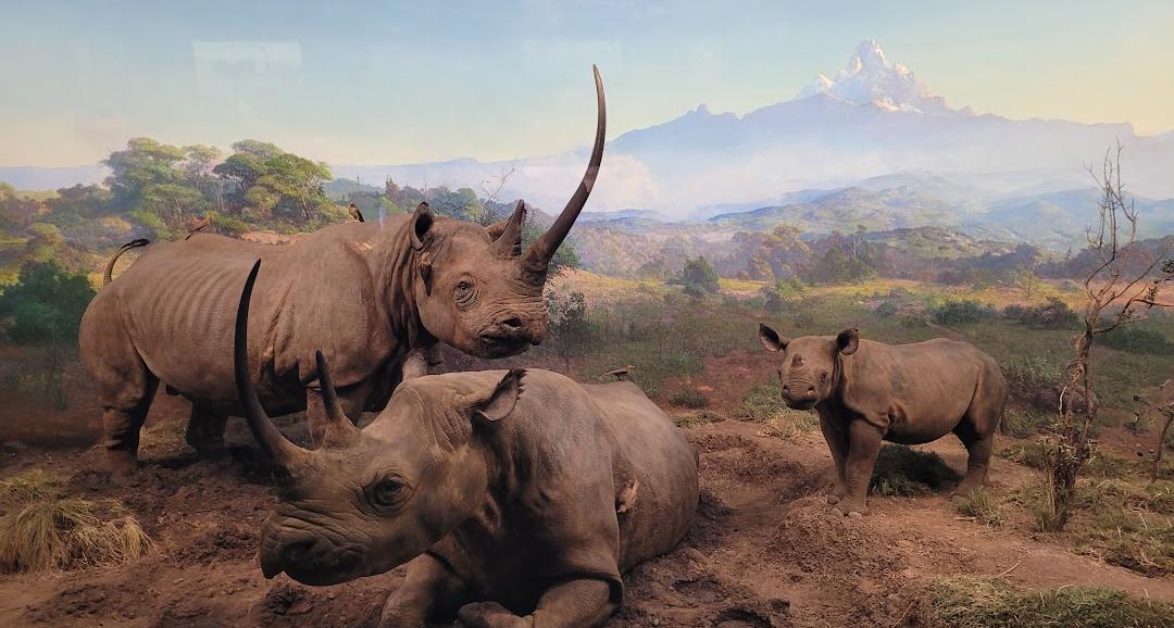 Museu Americano de História Natural
