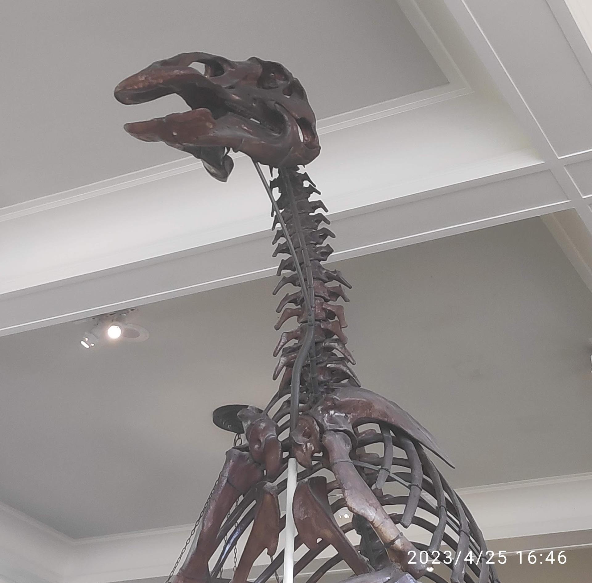 Museu Americano de História Natural