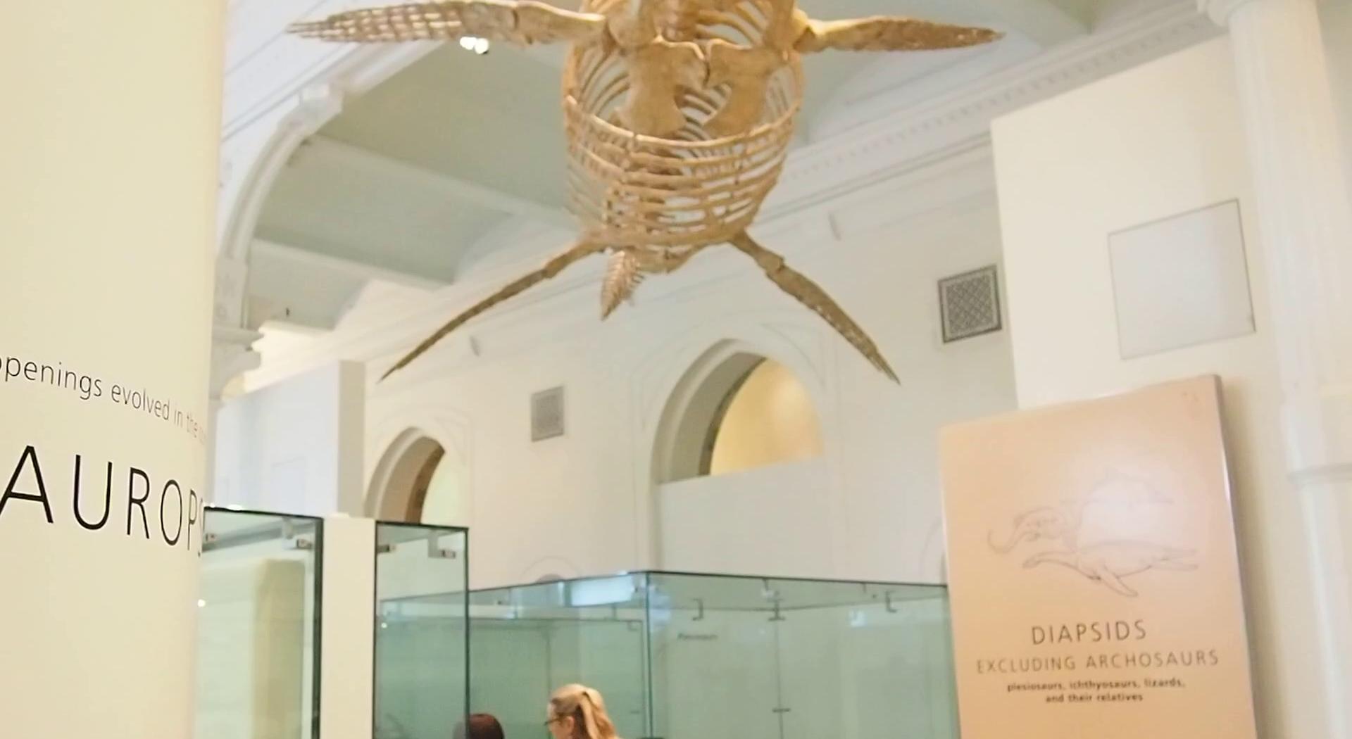 Museu Americano de História Natural