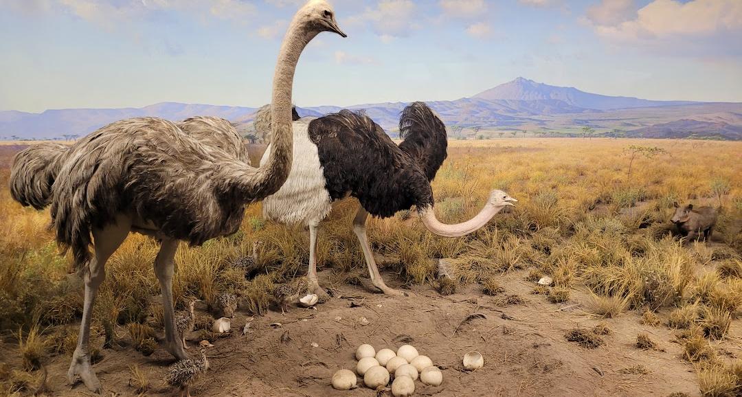 Museu Americano de História Natural