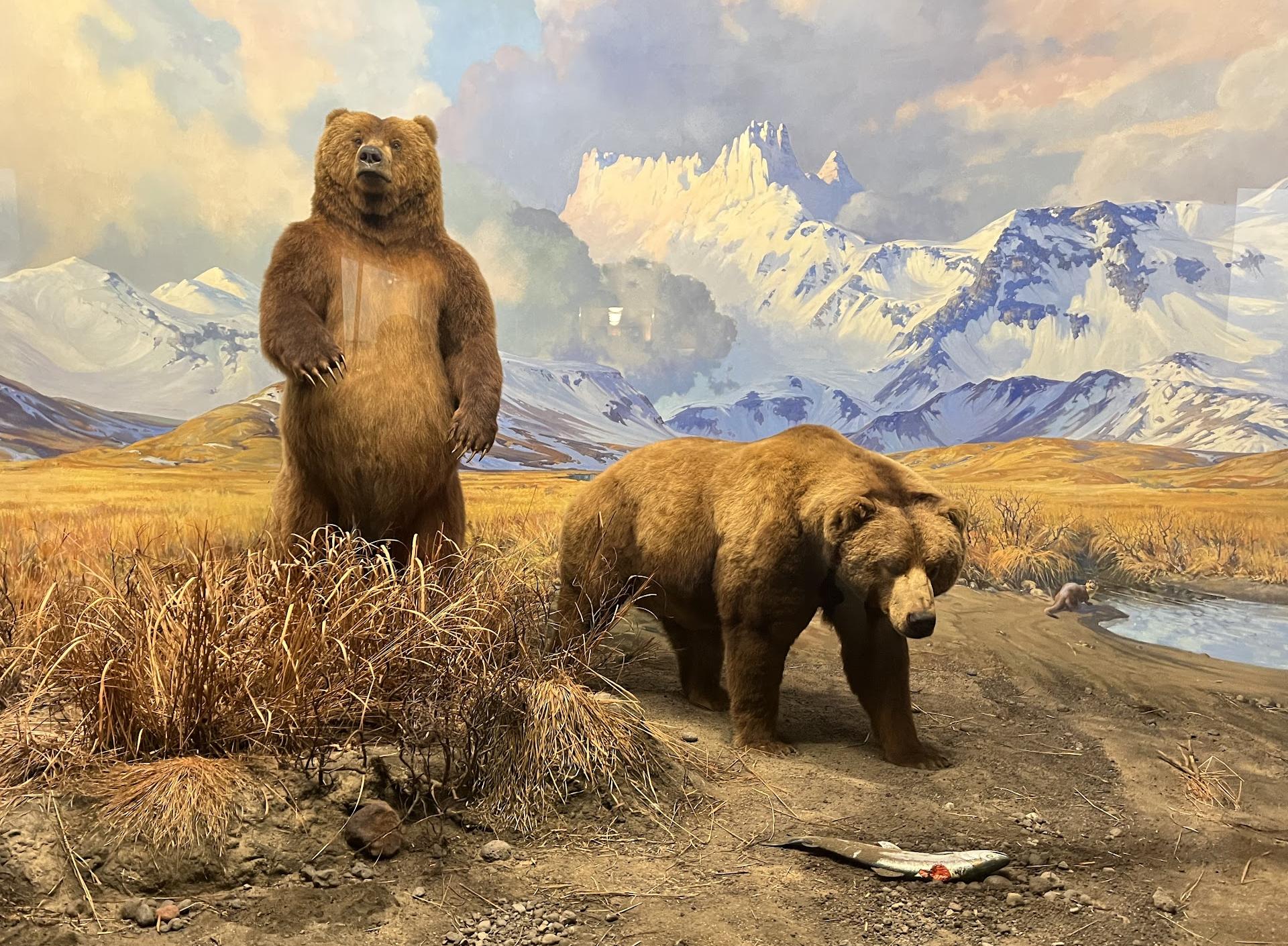 Museu Americano de História Natural