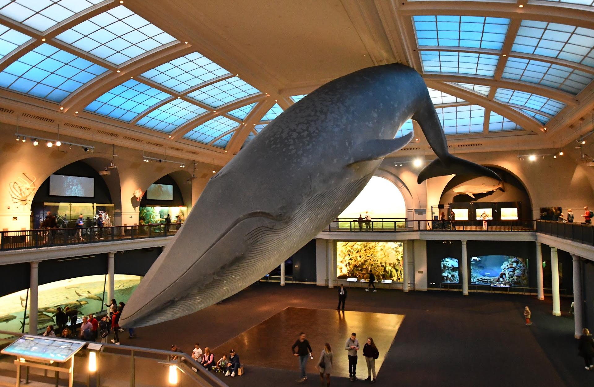 Museu Americano de História Natural