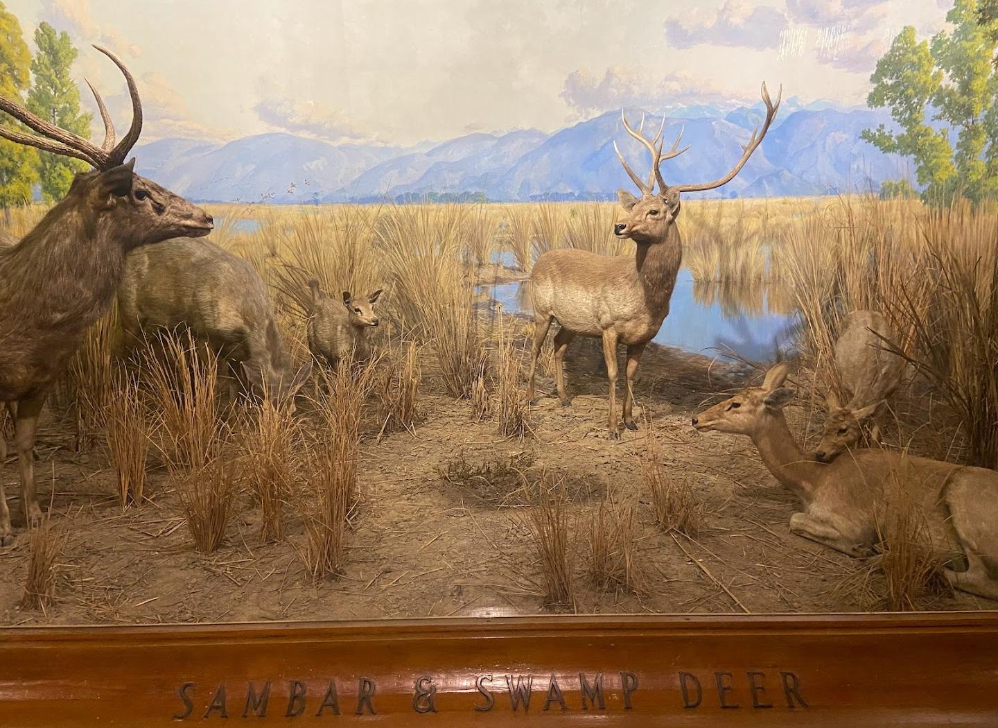Museo Americano de Historia Natural
