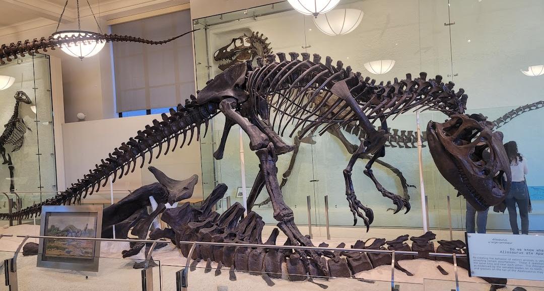 Museu Americano de História Natural