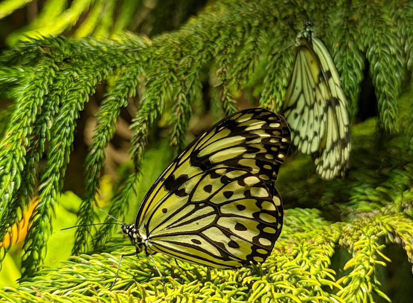 Museo Americano de Historia Natural