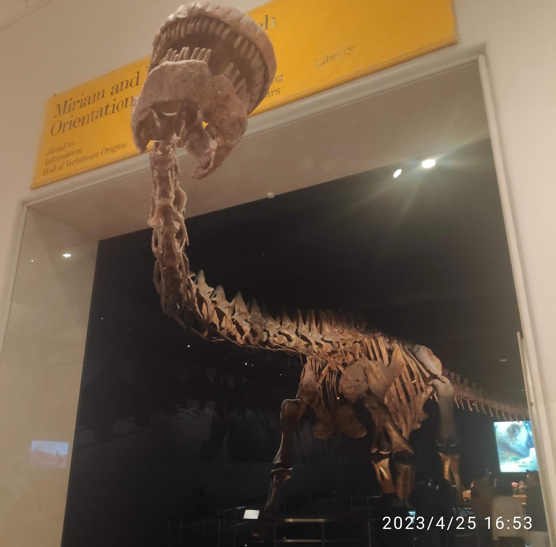 Museu Americano de História Natural