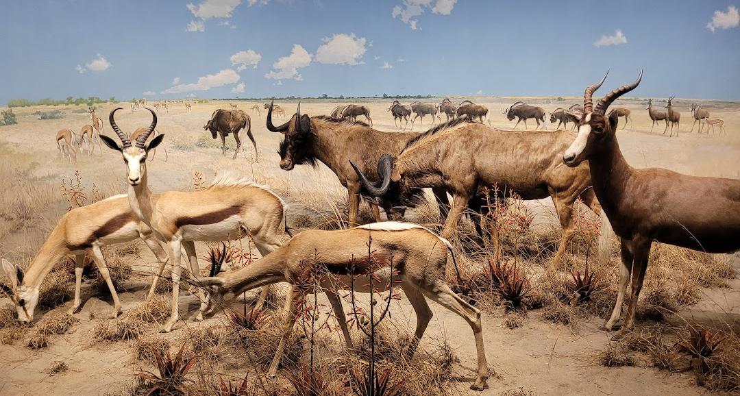 Museu Americano de História Natural