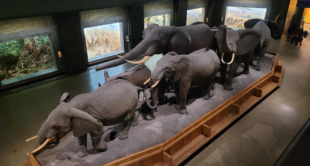 Museu Americano de História Natural