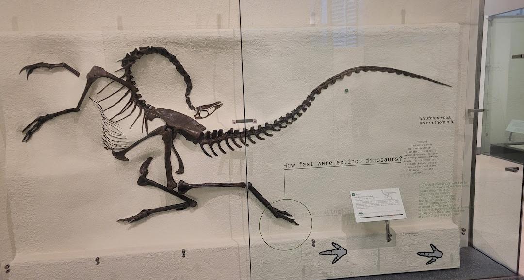 Museu Americano de História Natural