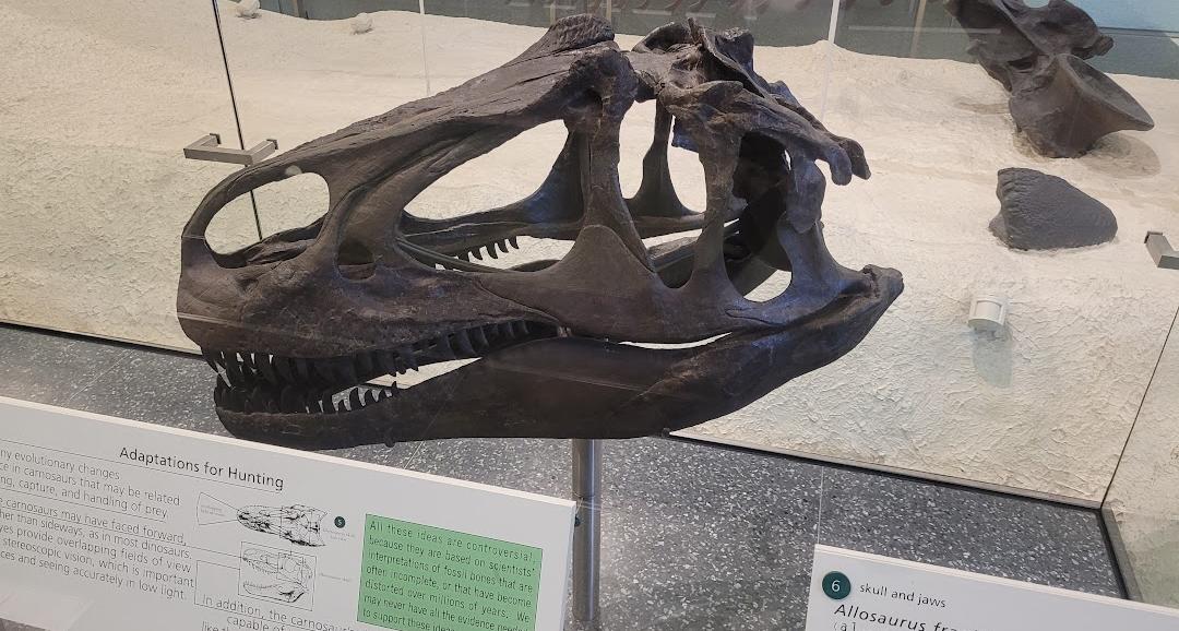 Museu Americano de História Natural