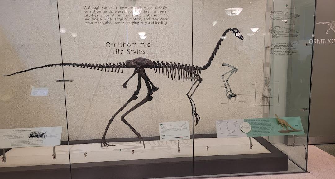 Museu Americano de História Natural