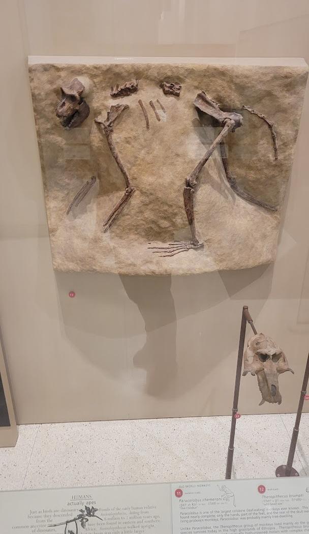 Museu Americano de História Natural