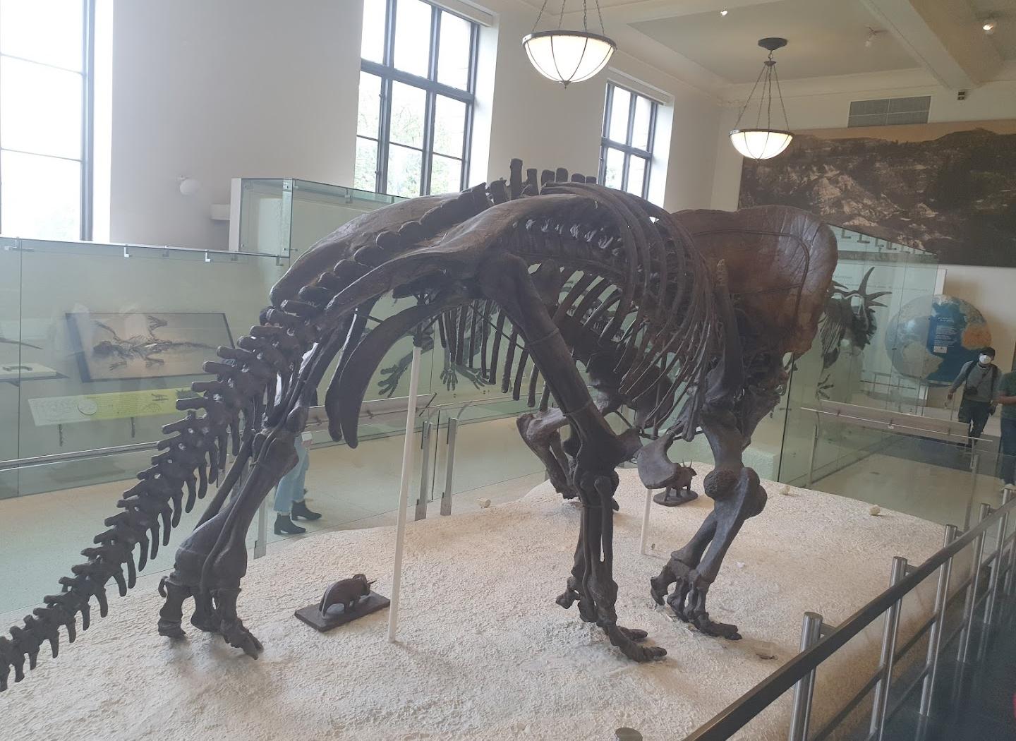 Museu Americano de História Natural