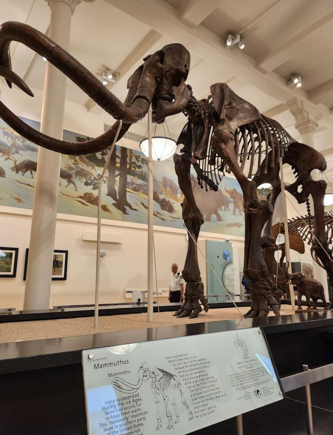 Museu Americano de História Natural