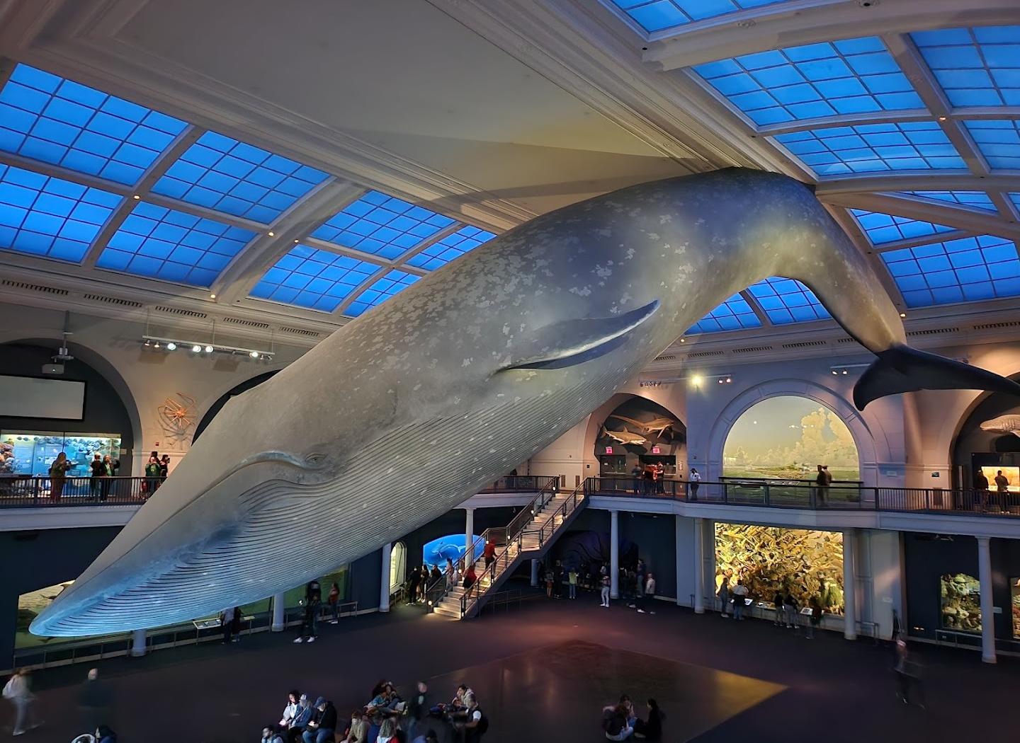 Museu Americano de História Natural