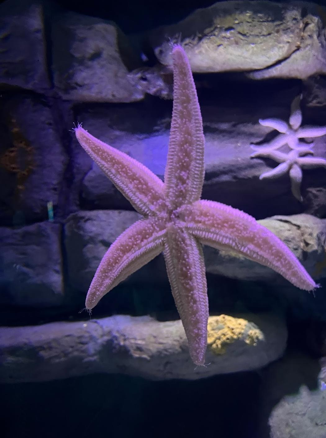 Ripley’s Aquarium of Canada